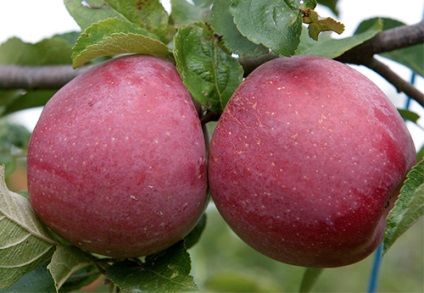 Apple apple florina fénykép, leírás, leírás, jellemzők
