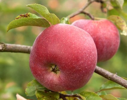 Apple apple florina fotografie, recenzii, descriere, caracteristici