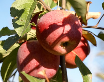 Apple apple florina fotografie, recenzii, descriere, caracteristici