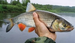 Hozzon létre egy egyszerű adagoló a folyó 