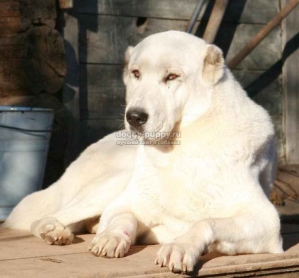 Asia Centrală alabai fotografie, descriere și preț - lumea animală