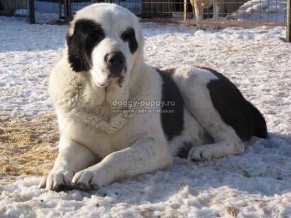 Asia Centrală alabai fotografie, descriere și preț - lumea animală