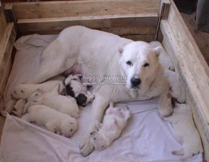 Asia Centrală alabai fotografie, descriere și preț - lumea animală