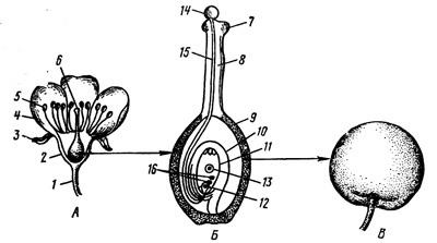 Structura florii