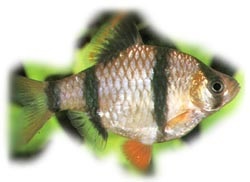 Sumatra barb, tigru barb (barbus tetrazona, Puntius tetrazona) Sumatran, acvariu,