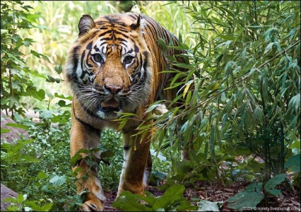 Tigru sumatran, tigru Sumatran (panthera tigris sumatrae), aspect aspect dimensiune greutate culoare