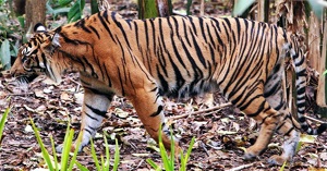 Tigru sumatran, tigru Sumatran (panthera tigris sumatrae), aspect aspect dimensiune greutate culoare