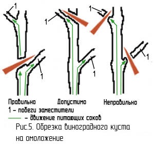 A szőlő megfelelő metszésének technikája