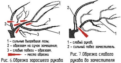 A szőlő megfelelő metszésének technikája