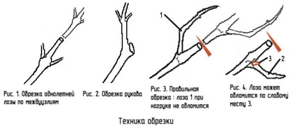 A szőlő megfelelő metszésének technikája