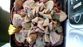 Titanopsis fotó, otthoni ápolás