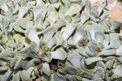 Titanopsis fotó, otthoni ápolás