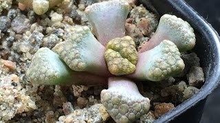 Titanopsis fotó, otthoni ápolás