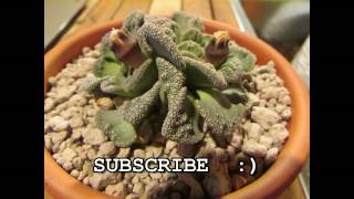 Titanopsis fotó, otthoni ápolás