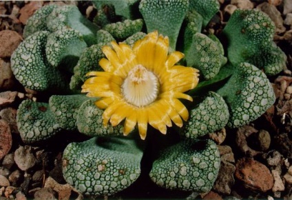 Titanopsis - descriere, reproducere, îngrijire, plantare, fotografie, aplicare în grădină, soiuri și specii