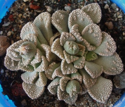 Titanopsis - descriere, reproducere, îngrijire, plantare, fotografie, aplicare în grădină, soiuri și specii