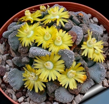 Titanopsis - descriere, reproducere, îngrijire, plantare, fotografie, aplicare în grădină, soiuri și specii