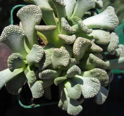 Titanopsis - descriere, reproducere, îngrijire, plantare, fotografie, aplicare în grădină, soiuri și specii