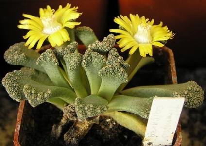 Titanopsis - descriere, reproducere, îngrijire, plantare, fotografie, aplicare în grădină, soiuri și specii