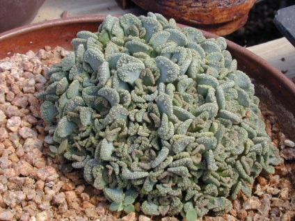 Titanopsis - descriere, reproducere, îngrijire, plantare, fotografie, aplicare în grădină, soiuri și specii