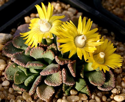 Titanopsis - descriere, reproducere, îngrijire, plantare, fotografie, aplicare în grădină, soiuri și specii