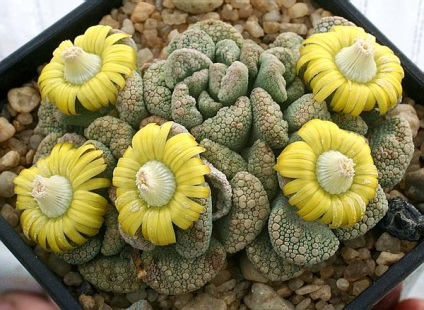 Titanopsis - descriere, reproducere, îngrijire, plantare, fotografie, aplicare în grădină, soiuri și specii