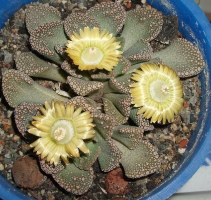 Titanopsis - descriere, reproducere, îngrijire, plantare, fotografie, aplicare în grădină, soiuri și specii