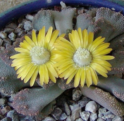 Titanopsis (titanopsis), îngrijire, vederi, fotografie