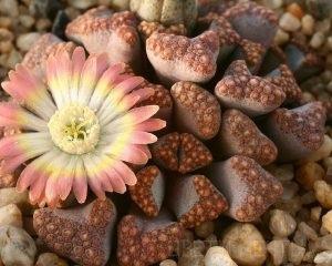 Titanopsis, pietre vii, flori de vis