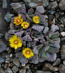 Titanopsis, pietre vii, flori de vis