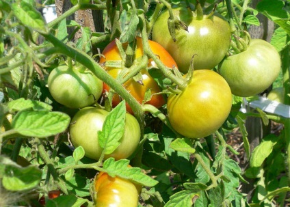 Tomato summerman jellemzői és leírása a fajta