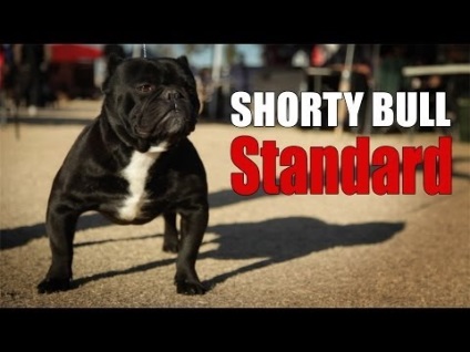 Toy-Bulldog (shorty bikák) - a fajta leírása, fotó, videó, cikk