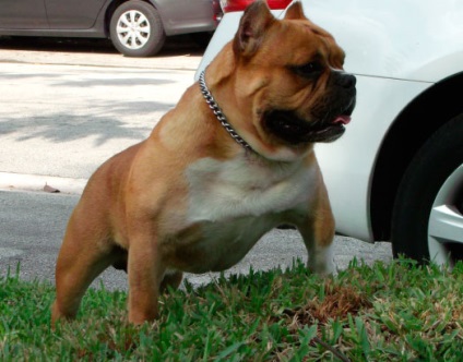 Toy-Bulldog (shorty tauri) - descriere a rasei, fotografie, video, articol