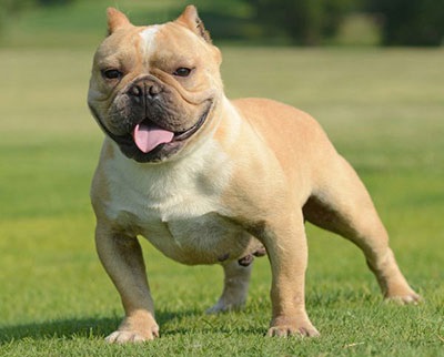 Toy-Bulldog (shorty bikák) - a fajta leírása, fotó, videó, cikk