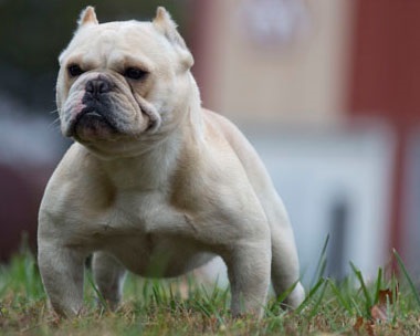 Toy-Bulldog (shorty bikák) - a fajta leírása, fotó, videó, cikk