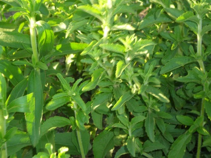 Herb stevia - proprietăți utile, contraindicații și caracteristici de aplicație