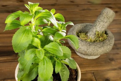 Herb stevia - proprietăți utile, contraindicații și caracteristici de aplicație