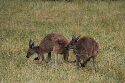 Csodálatos tények a kengurukról, amit talán nem is tudsz, frissen - a legjobb a Runet a nap!