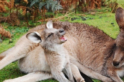 Csodálatos tények a kengurukról, amelyeket talán nem is tudhatsz, frissen - a legjobb a Runet a nap!