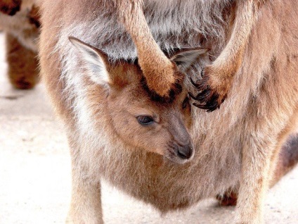 Csodálatos tények a kengurukról, amelyeket talán nem is tudhatsz, frissen - a legjobb a Runet a nap!