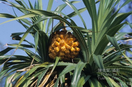 Planta uimitoare - pandanus (pandanus) (13 fotografii)