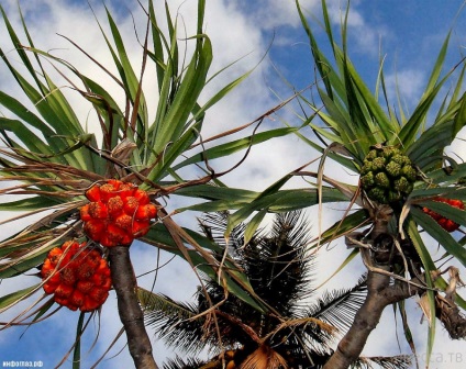 Planta uimitoare - pandanus (pandanus) (13 fotografii)