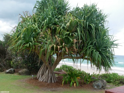 Planta uimitoare - pandanus (pandanus) (13 fotografii)