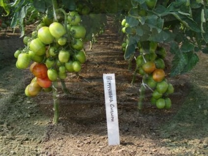 Recoltarea de tomate într-o seră este cum să crească o recoltă mare de la un tufiș