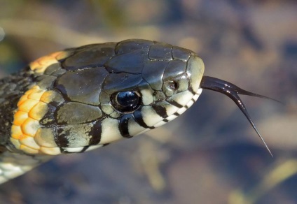 Fotografiile obișnuite și imaginile șerpilor