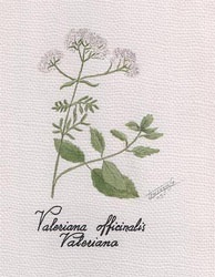 Valeriana - o plantă decorativă și vindecătoare - un portal de flori este grădina dvs.!