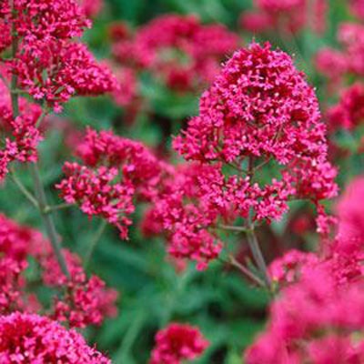 Valeriana - o plantă decorativă și vindecătoare - un portal de flori este grădina dvs.!