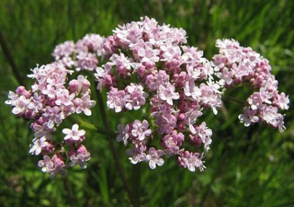 Valeriana - o plantă decorativă și vindecătoare - un portal de flori este grădina dvs.!