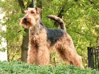 Walesi terrier - a kutya képe, a fajta leírása, a természet