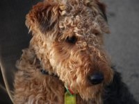 Welsh terrier - fotografia câinelui, descrierea rasei, natura